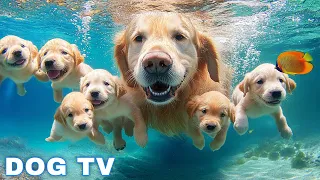 12 Hours Of Dog Calm Music Piano Music To Ease Separation Anxiety In Dogs Dog Calming Music 