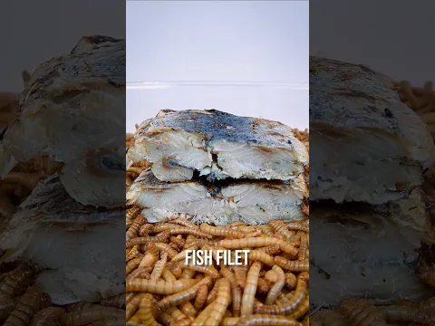 Mealworms Vs. Fish Filet 🐟😂