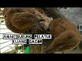Download Lagu Anakan Burung Pelatuk Kijang Gacor Tebocor