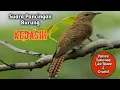 Download Lagu Pancingan suara burung kedasih