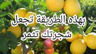 علاج الاشجار التي لاتثمر دندنها