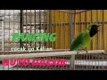 Download Lagu PANCINGAN CUCAK IJO MALAS BUNYI // AUTO GACOOOOORRR🔥🔥🔥🔥