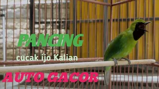 Download PANCINGAN CUCAK IJO MALAS BUNYI // AUTO GACOOOOORRR🔥🔥🔥🔥 MP3