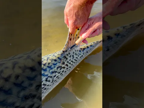 Tagging a Dinosaur 🦖