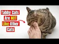 20 Hidden Facts About Tabby Cats Only 1 of Owners Know