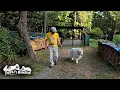 Download Lagu 行かないふりから出口指定...のんびりだけどマイペースなアランです　Great Pyrenees　グレートピレニーズ