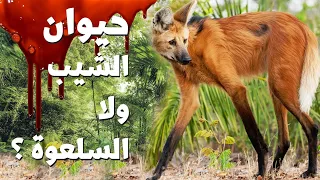 حيوان الشيب أشرس حيوان على الأرض 