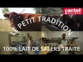 Download Lagu A Lacapelle-Viescamp dans le Cantal, le PETIT TRADITION au lait de SALERS TRAITE de Jérémy Labrunie