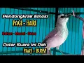 Lagu suara trucukan gacor pagi hari untuk terapi dan masteran burung trucuk bahan dan macet bunyi