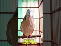 Download Lagu suara pikat burung tekukur derkuku gacor NGUKUK malam hari #shorts #shortsfeed #shortvideo #short