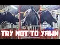 Lagu Try Not to Yawn… Ponies on the Road Make the Horses Happy! Fillies Go Inside | Friesian Horses
