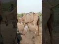 Download Lagu جاء جمل في الصحراء إلى بئر يطلب الماء، وهو يحمل حقيبته.
