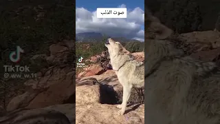 صوت الذيب يا ذيبان 