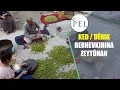 Download Lagu KED - DÊRIK  / BERHEVKIRINA ZEYTÛNAN