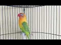 Download Lagu Lovebird fighter ngetik ngekek gacor pancingan ampuh labet males bunyi cpt nyaut