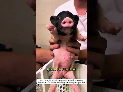 cute pet pig #pig #love #animals #rescue #cute #lovestory #animalfriendship #funny