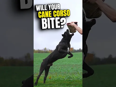 Will Your Cane Corso Bite #dog #canecorso #shorts