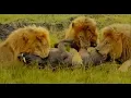 Download Lagu Gardenia Lions Take Down a Warthog 🦁 | Wild Savanna Scene
