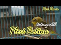 Download Lagu Pleci Betina