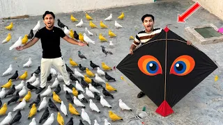 50 Kabooter Buy Kabooter With Kite Catch Sky Win All Kabooter | Kite Caught 