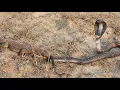 Download Lagu Black Cobra vs Monitor Lizard