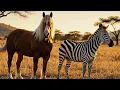 Horse and Zebra Cross Unbelievable Animal Hybrid KIDOZ