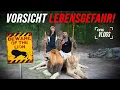 Lagu Die gefährlichsten Tiere der Welt…