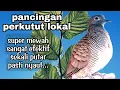 Lagu Pancingan perkutut lokal super mewah sekali putar pasti nyaut bunyi