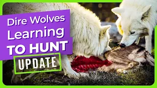 How Wolves Learn to Hunt + Dire Wolves Devour a Deer