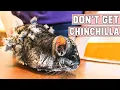 Download Lagu Don't Get Chinchilla Until You Watch This! Reasons Not To Get a Chinchilla