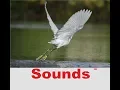 Download Lagu Wing Flap Sound Effects All Sounds