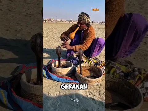 Kobra Ini Ternyata Nggak Menari