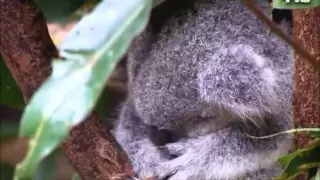עופר לוי אין לי יום קריוקי 