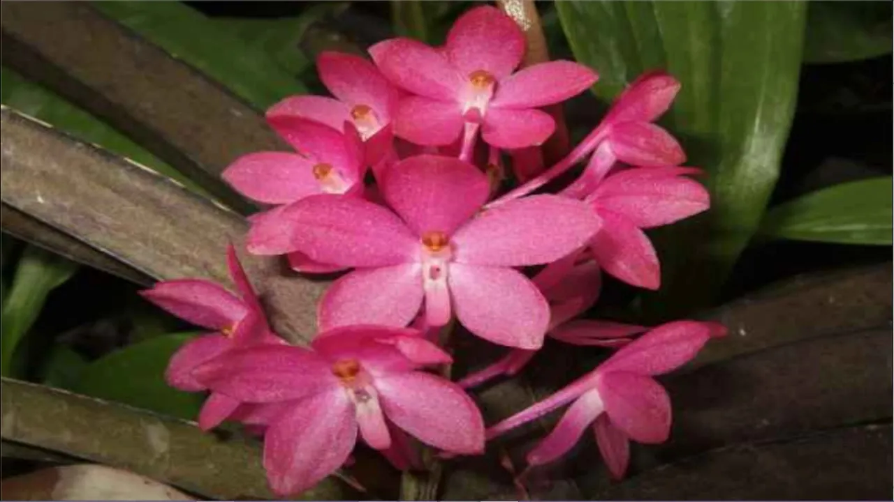 COMO CUIDAR DAS ORQUÍDEAS VANDA 3 DICAS SECRETAS