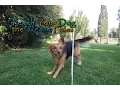 Teach Your Dog the Weave Poles - In Four Steps