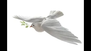 مين أحلى من فوزية  أغنية شرحبيل أحمد    تسجيل مميز   معتز صباحي دندنها