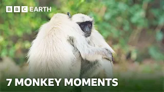 Remarkable Monkey Moments | BBC Earth