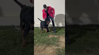 عصام صاصا مع الدبابه غوريلا مزرعه حماده البوووص اقوي مزرعه في مصر 