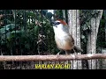 Download Lagu BURUNG KASO KASO GACOR MEMANGGIL LAWAN.COCOK SEKALI UNTUK PANCING BUNYI