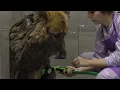 First groom in 10 years! Most INCREDIBLE transformation EVER! | King Shepherd