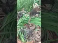 Download Lagu 비둘기 사냥 킹코브라 #animals #nest #snake #cakoi #facts #funny #wildlife #cobra #shortvideo