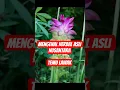 Download Lagu Mengenal Herbal Asli Nusantara Temu Lawak #herbal #herbalife #jamuherbal #obatherbal #tanamanherbal