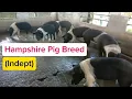 The Hampshire Pig Breed A Comprehensive Review PIG BREEDS