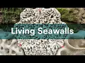 Living Seawalls