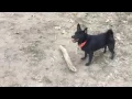 Danny fetching fire wood