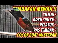Download Lagu MASTERAN KONIN GACOR FULL NEMBAK ISIAN TONJOLAN MEWAH !! PANCINGAN KOLIBRI NINJA AGAR CEPAT EMOSI