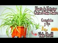 Download Lagu La Mejor Planta de interior/ MALA MADRE🌱Cuidados y CURIOSIDADES☘