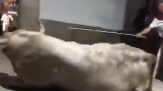 ثور ينطح جدار وثور يطلع شرار 