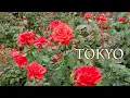 Download Lagu ROSE season has finally come in Record-cold weather. 記録的な寒さの中、バラの季節が到来 #rose #indoorgarden