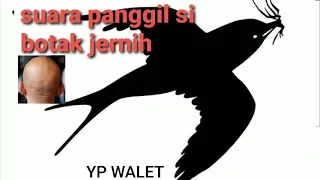 Download SUARA PANGGIL SI BOTAK JERNIH MP3